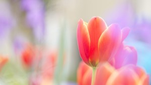 Beautiful-Tulip